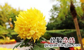 菊花的寓意是什么? 菊花的寓意是什么