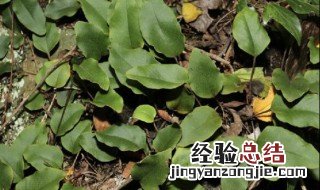 石韦的营养价值 石韦的功效是
