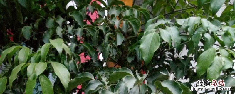 富贵树盆栽修剪的时间与方法 富贵树种植方法和时间