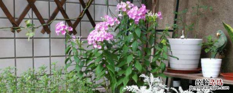 福禄考分株栽植 福禄考种植方法和时间