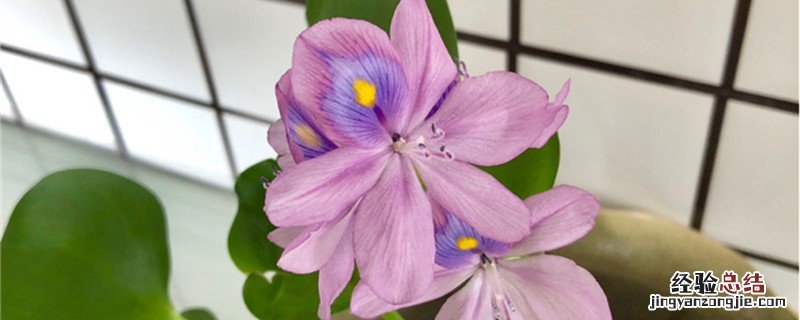 兰花的养殖方法 凤眼蓝种植方法和时间