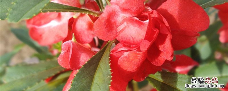凤仙花的种植时间 凤仙花种植方法和时间