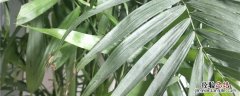 凤尾竹的种植方法 凤尾竹种植方法和时间