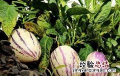 香瓜茄的功效与作用图片 香瓜茄的功效与作用