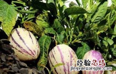 香瓜茄的功效与作用图片 香瓜茄的功效与作用
