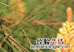 松树开花吗 松树开花吗是什么样子