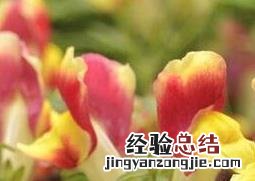金鱼草的养殖方法与注意事项 金鱼草的养殖方法与注意事项有哪些