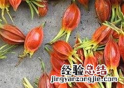 栀子花茶的功效与作用 栀子花茶的功效与作用及副作用