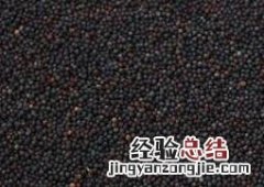 油菜花籽的作用与功效 油菜花籽的作用与功效图片