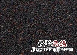 油菜花籽的作用与功效 油菜花籽的作用与功效图片