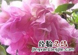 重瓣三角梅如何养殖 重瓣三角梅养殖方法
