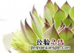 植物观音莲的养殖方法和注意事项图片 植物观音莲的养殖方法和注意事项