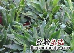 植物太阳神的养殖方法 植物太阳神的养殖方法视频