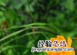 金莲花的常见功效有哪些 金莲花的常见功效有哪些呢