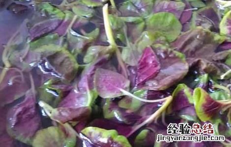 凉拌苋菜的功效及做法窍门 凉拌苋菜的功效及做法