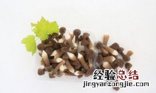 鸡枞和什么煲汤最美味 黑皮鸡枞菌要焯水吗