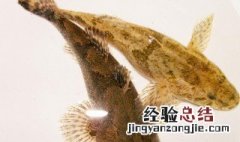 塘鳢鱼市场价多少钱一斤 沙塘鳢怎么吃