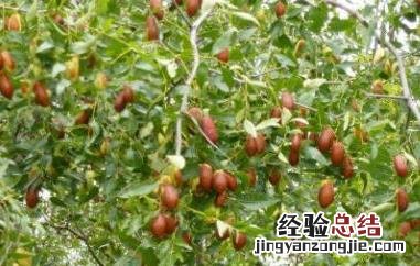 什么是枣头枣吊 什么叫枣头
