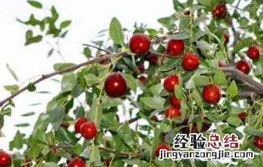 什么是枣头枣吊 什么叫枣头