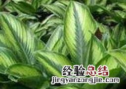 竹芋的养殖方法和注意事项 七彩竹芋的养殖方法和注意事项