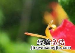 玉竹花好养吗 竹宇花如何养