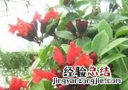 口红吊兰如何养殖 口红吊兰养殖方法及注意事项