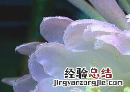 令箭荷花的养殖方法与注意事项 令箭荷花的养殖方法?