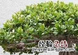 榕树的养殖方法和注意事项 金钱榕树的养殖方法和注意事项