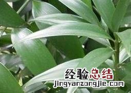 竹柏树如何养殖 竹柏树如何养殖视频