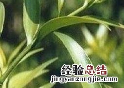 竹柏如何养殖视频 竹柏如何养殖