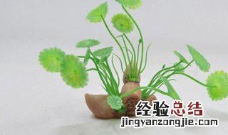 怎样使藕发芽呢 怎样使藕发芽呢图片