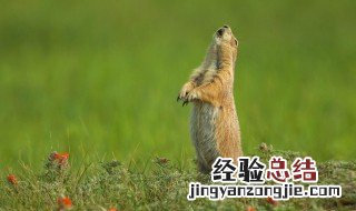 为什么称土拨鼠是睡鼠 土拨鼠的习性是什么?