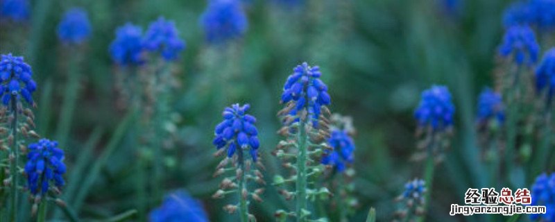风信子种植方法和时间 风信子的种植步骤