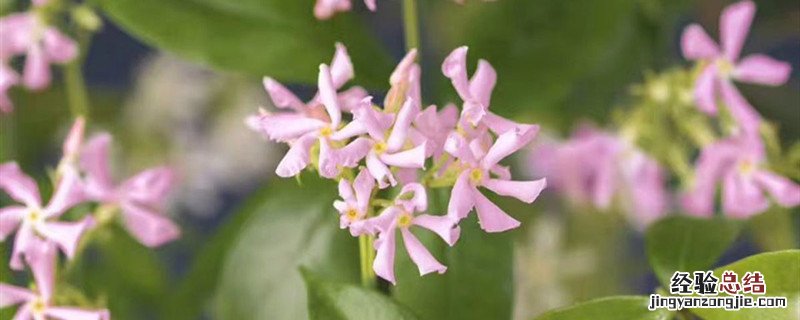风车茉莉适合种植的时间 风车茉莉种植方法和时间