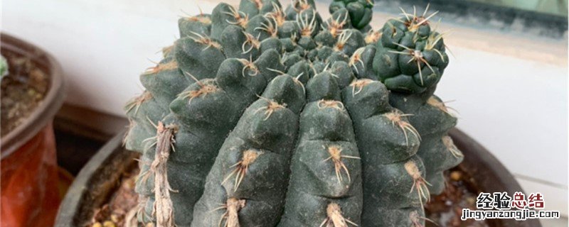 绯花玉种植方法和时间 绯花玉什么时候移栽