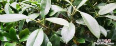 非洲茉莉种植方法和时间 非洲茉莉的养殖方法和注意事项