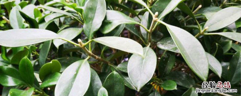 非洲茉莉种植方法和时间 非洲茉莉的养殖方法和注意事项