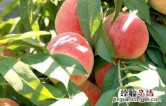 水蜜桃怎么做好吃视频 水蜜桃怎么做好吃