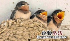 燕子窝可以弄掉吗视频 燕子窝可以弄掉吗