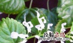 常春藤开花吗 常春藤开花吗?