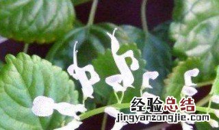 常春藤开花吗 常春藤开花吗?