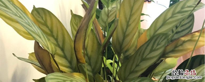 飞羽竹芋种植方法和时间 新飞羽竹芋的养殖方法和注意事项