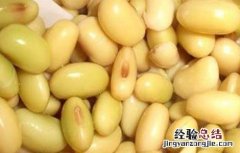 煮黄豆的家常做法 煮黄豆的家常做法大全