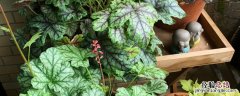 矾根的种植方法及养护 矾根种植方法和时间