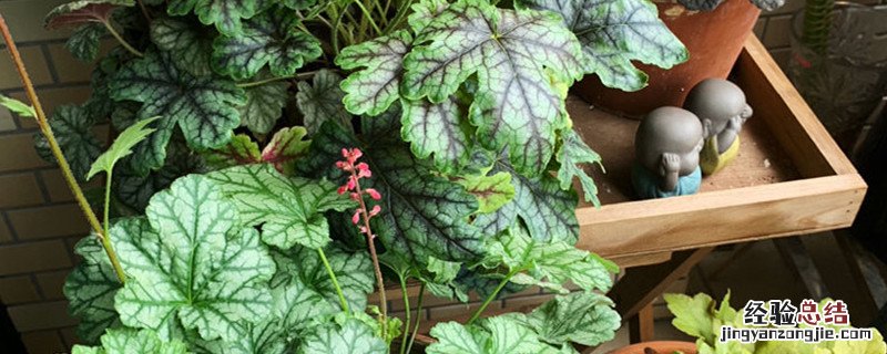 矾根的种植方法及养护 矾根种植方法和时间