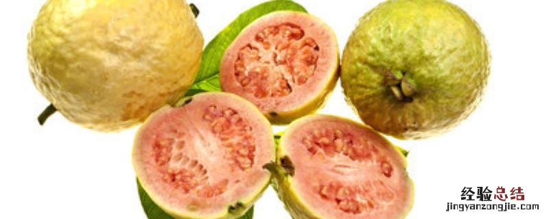 番石榴种植需要注意什么 番石榴种植方法和时间