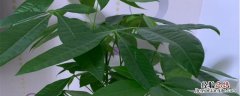 发财树种植方法和时间 发财树种植季节