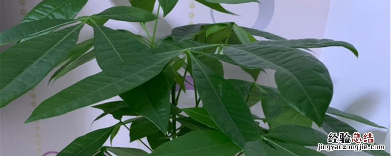 发财树种植方法和时间 发财树种植季节