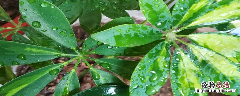 鹅掌柴生长环境 鹅掌柴种植方法和时间