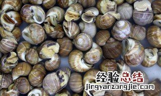 田螺表面苔藓怎么清洗 田螺表面苔藓怎么清洗视频